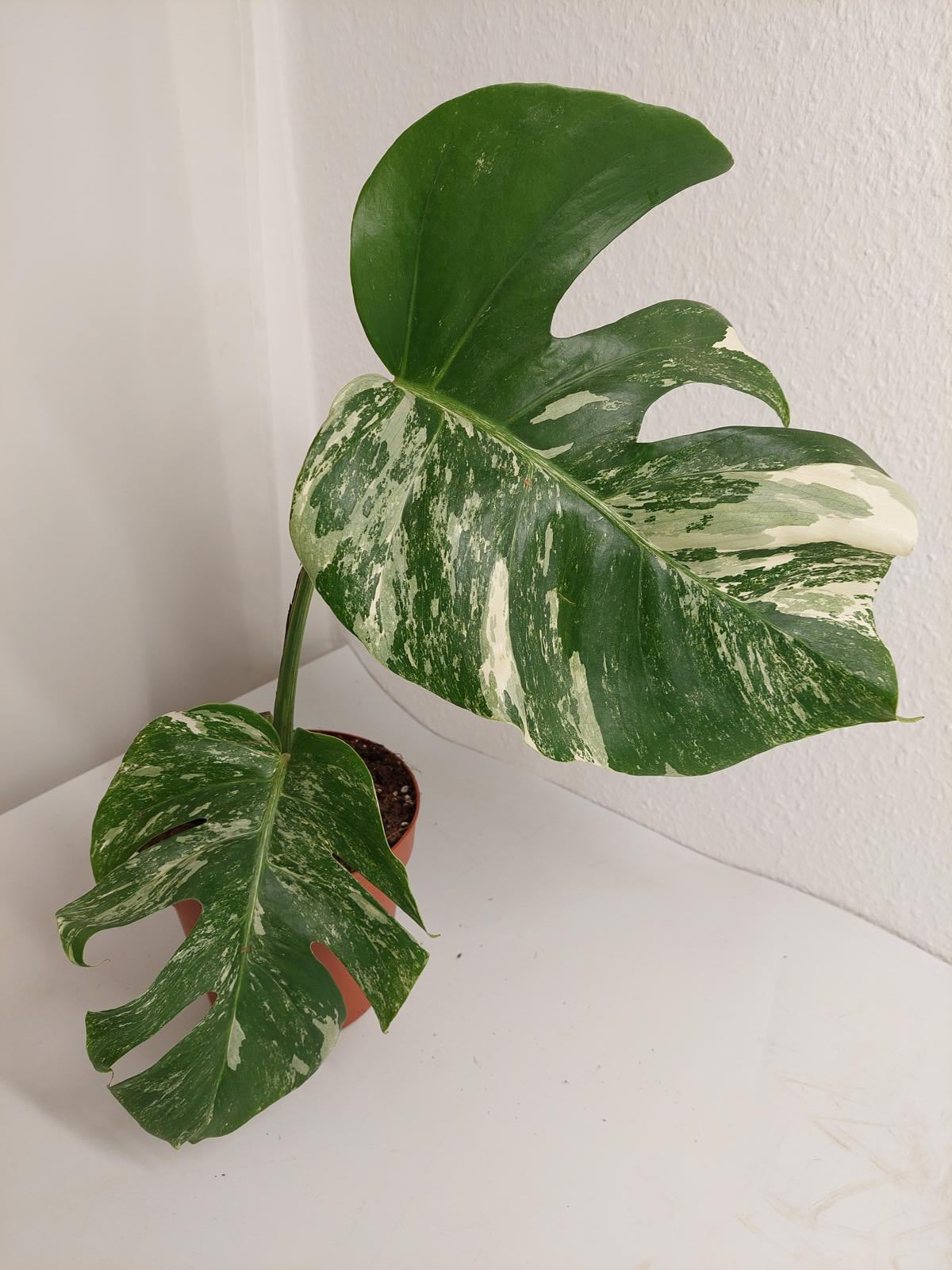 Monstera Variegata Stecklinge eingetopft