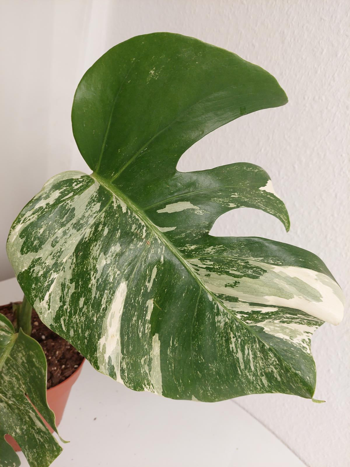 Monstera Variegata Stecklinge eingetopft