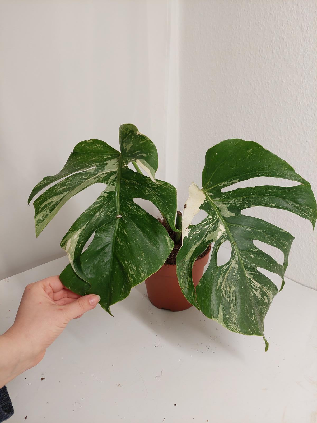 Monstera Variegata Stecklinge eingetopft