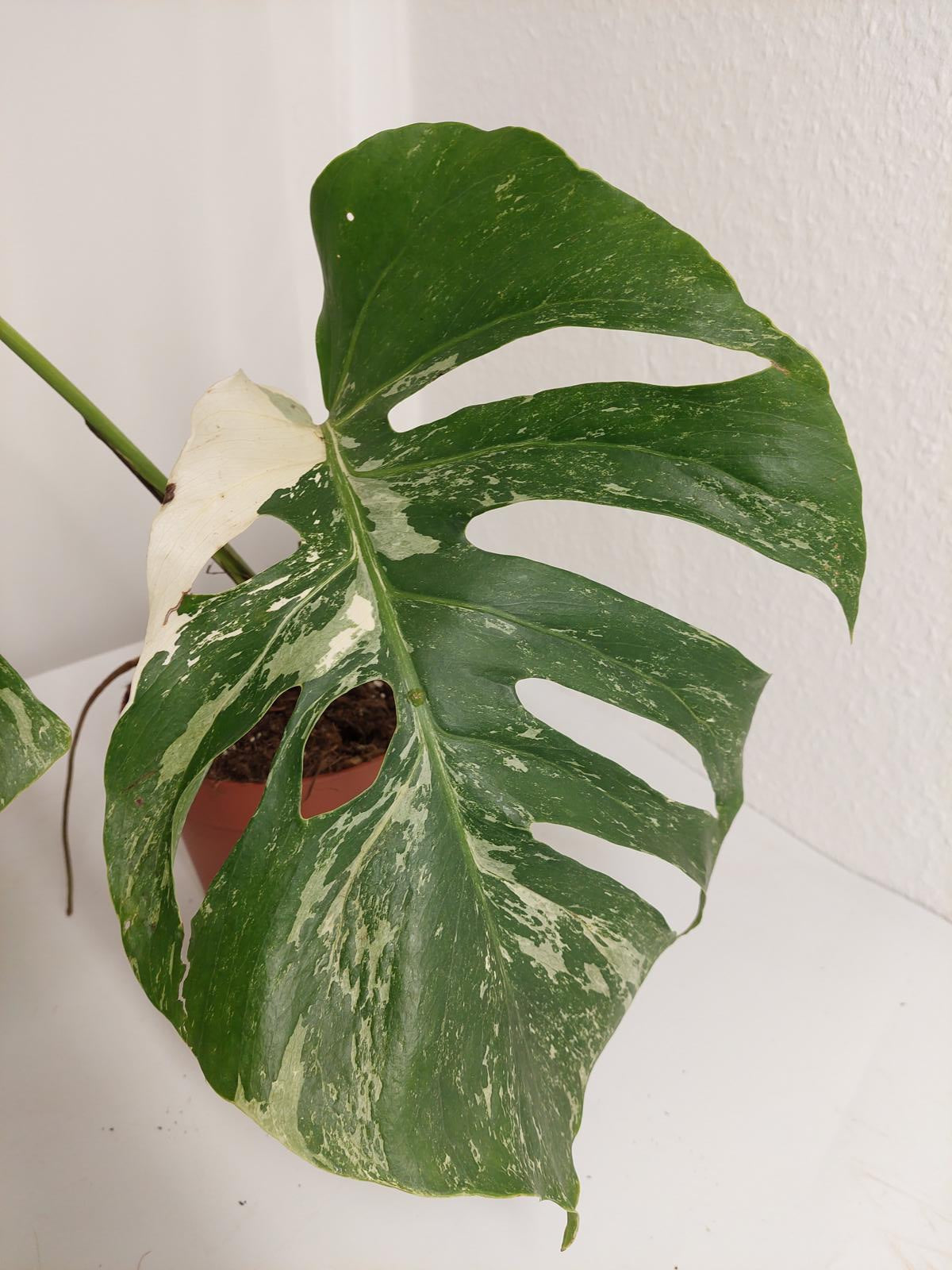 Monstera Variegata Stecklinge eingetopft