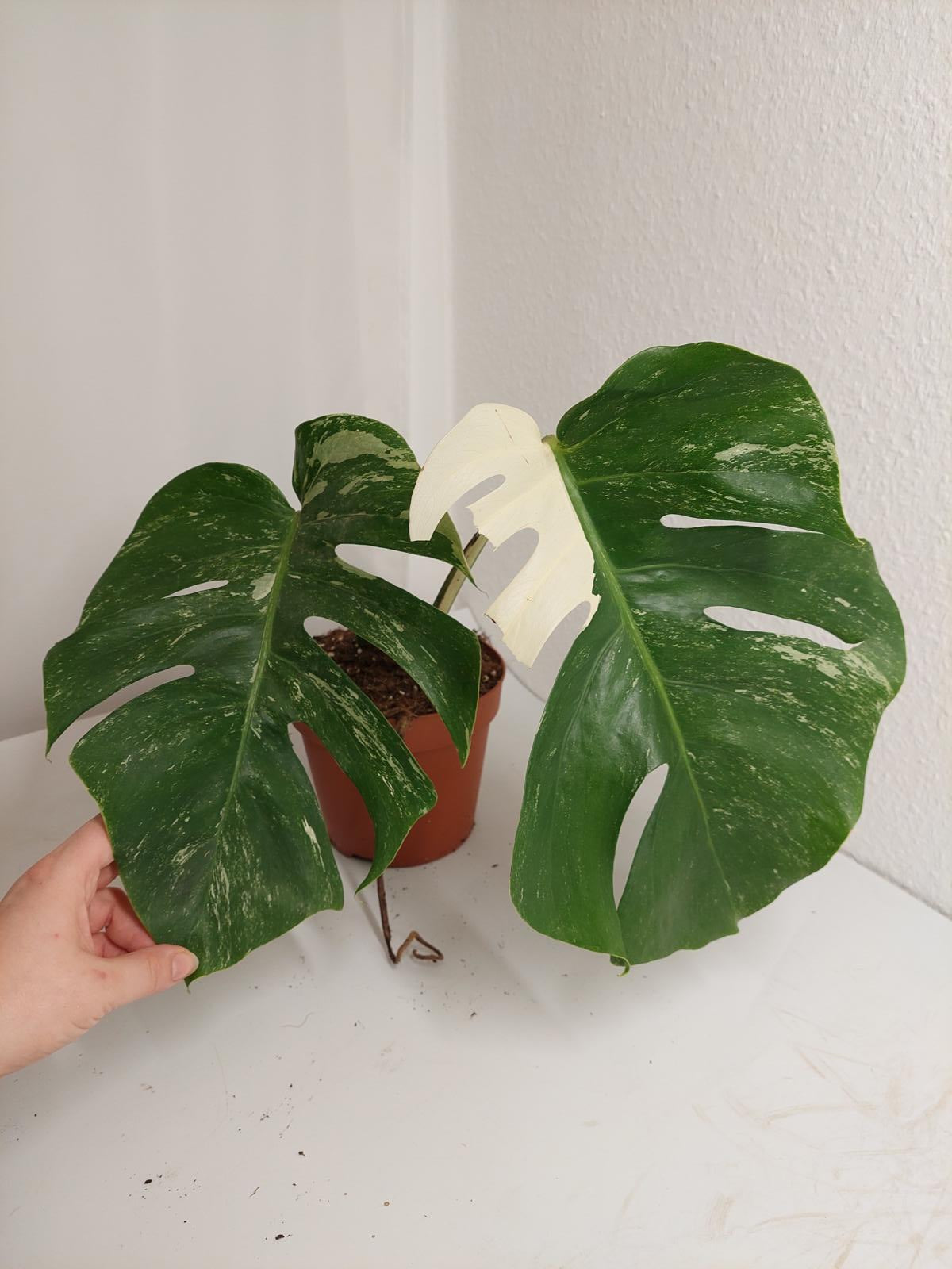 Monstera Variegata Stecklinge eingetopft