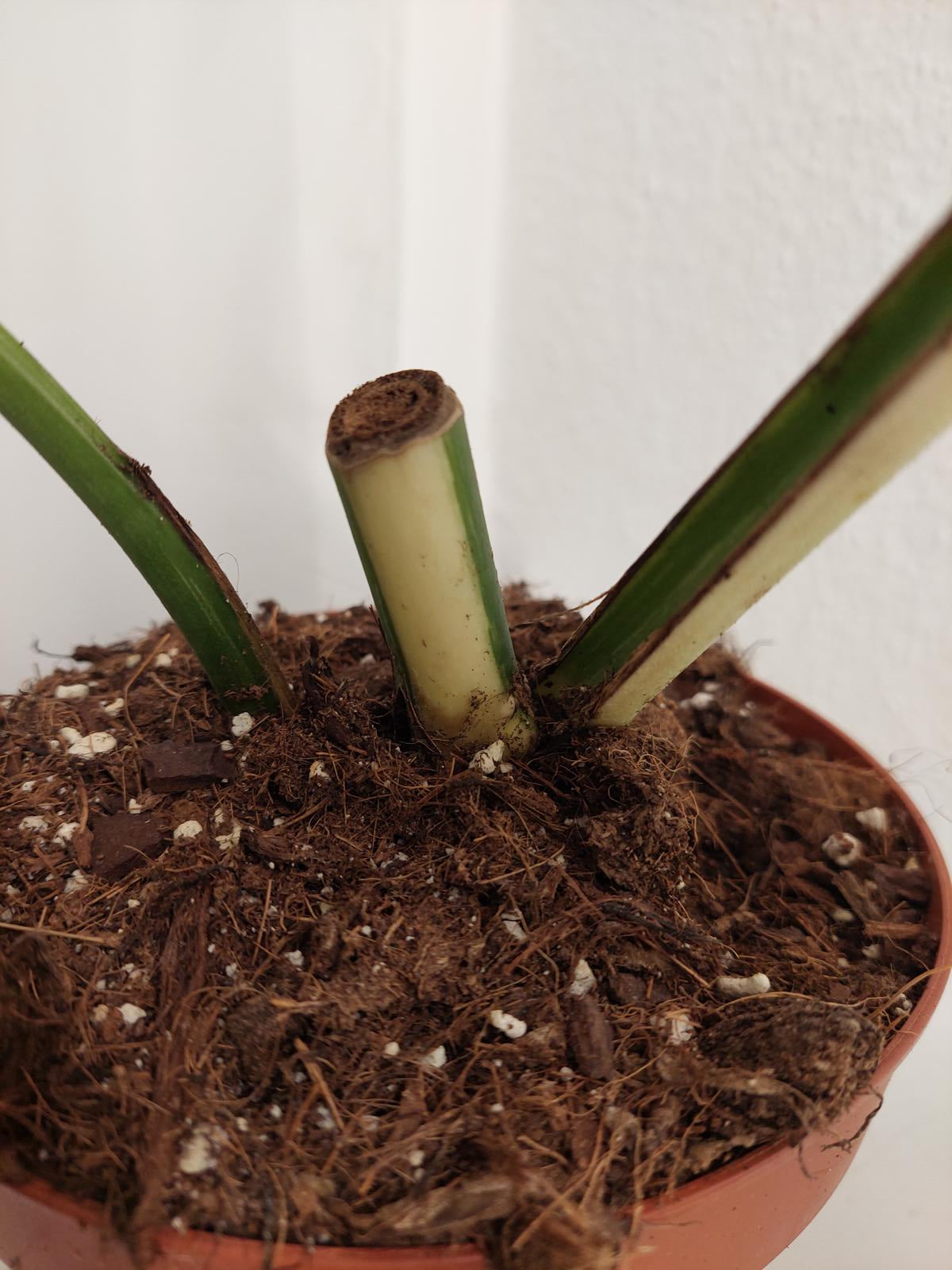 Monstera Variegata Stecklinge eingetopft