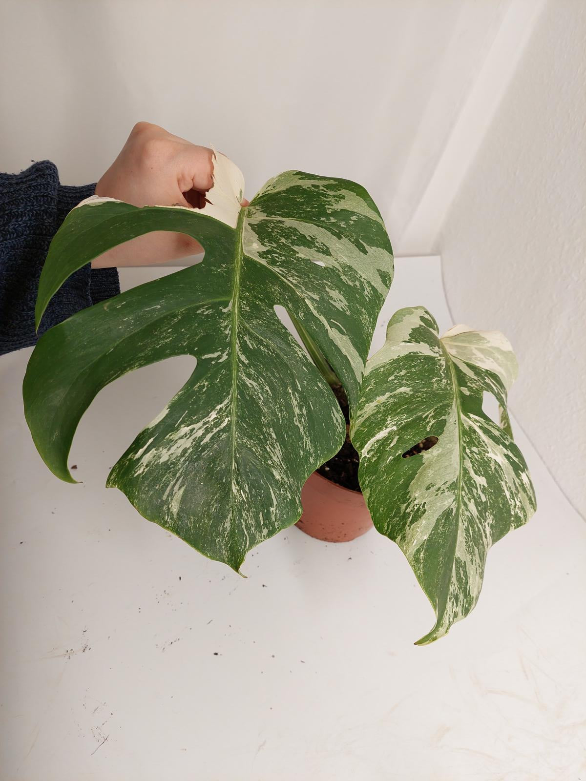 Monstera Variegata Stecklinge eingetopft