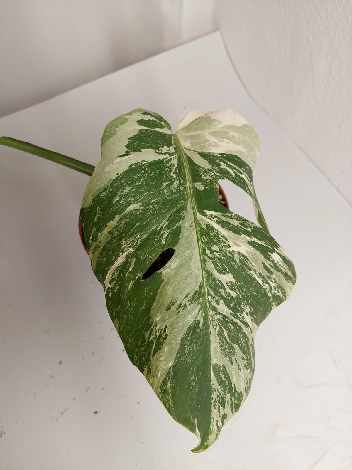 Monstera Variegata Stecklinge eingetopft