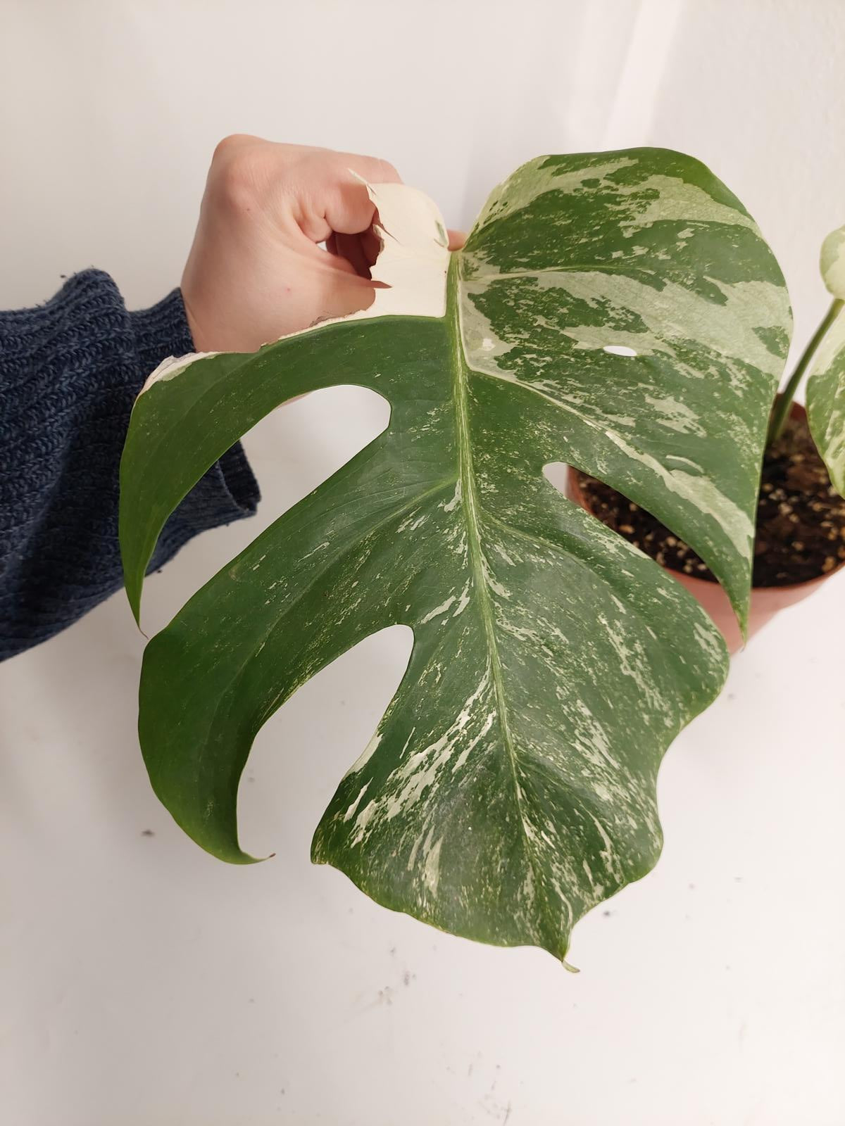 Monstera Variegata Stecklinge eingetopft