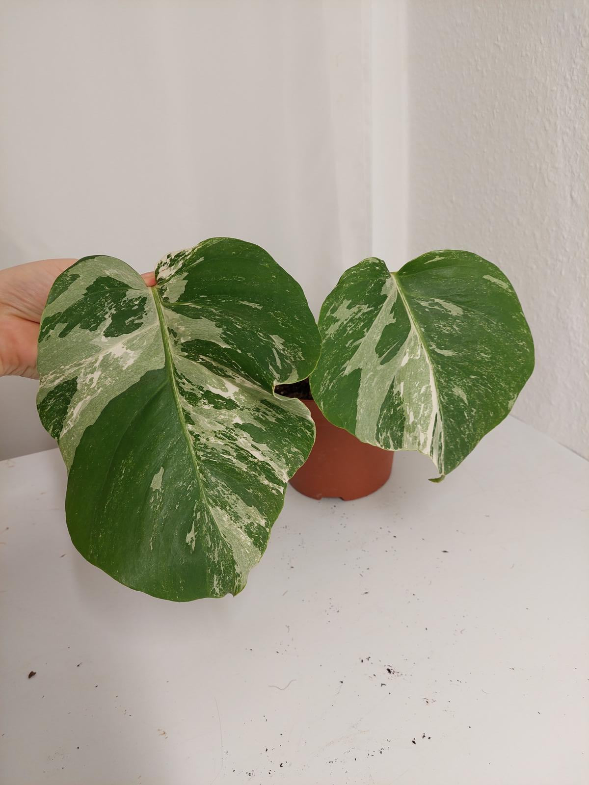 Monstera Variegata Stecklinge eingetopft