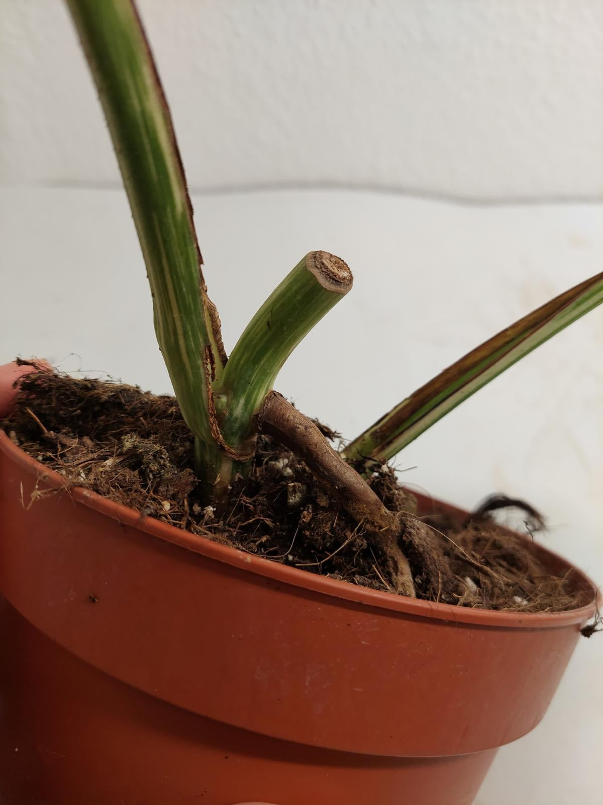 Monstera Variegata Stecklinge eingetopft