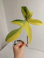 Philodendron Florida Beauty Steckling