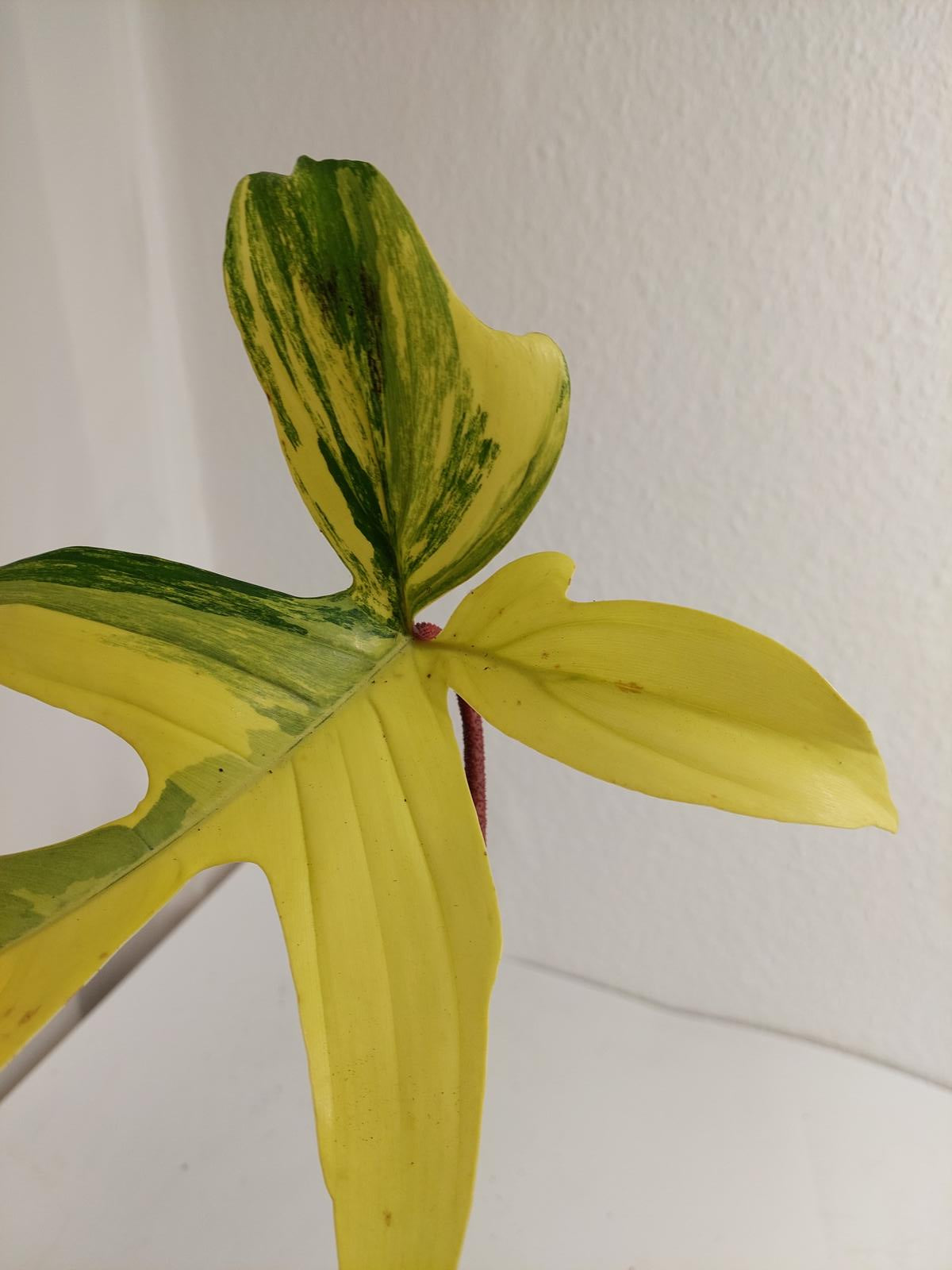 Philodendron Florida Beauty Steckling