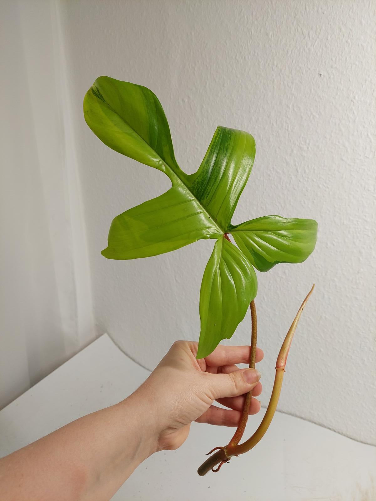 Philodendron Florida Beauty Steckling