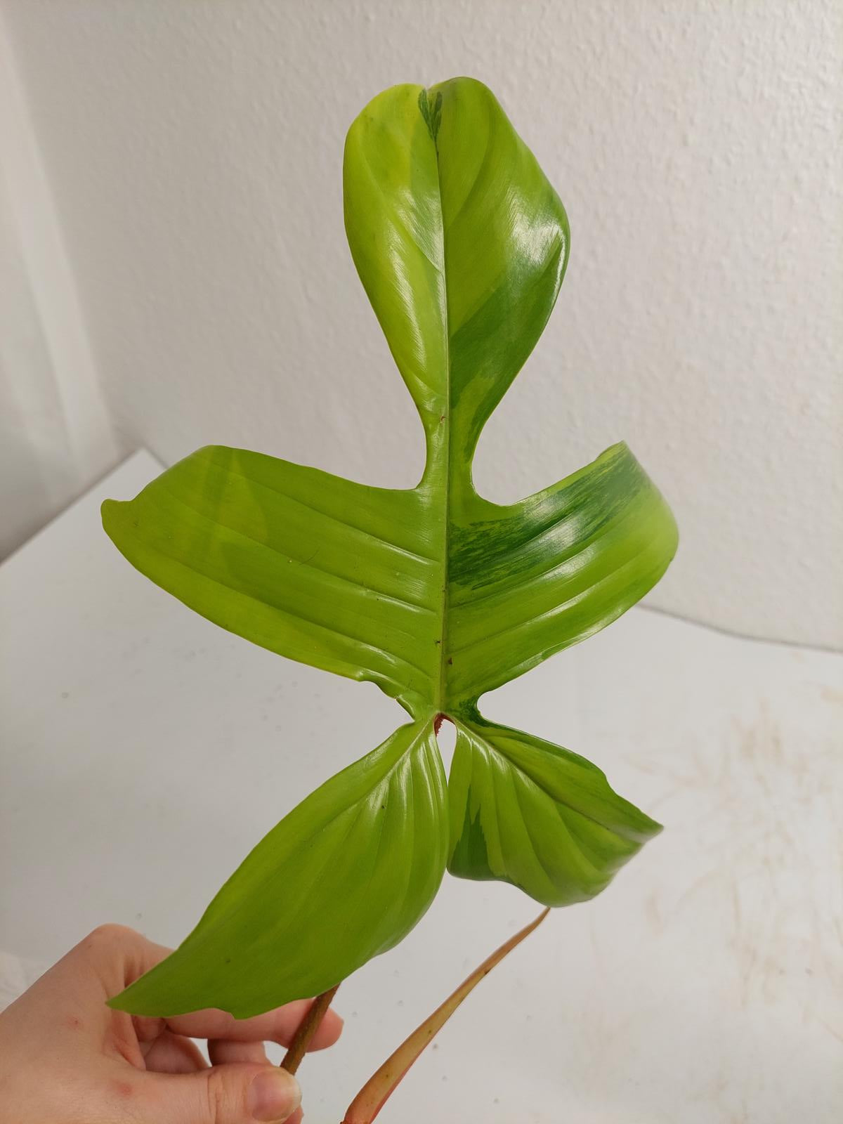 Philodendron Florida Beauty Steckling