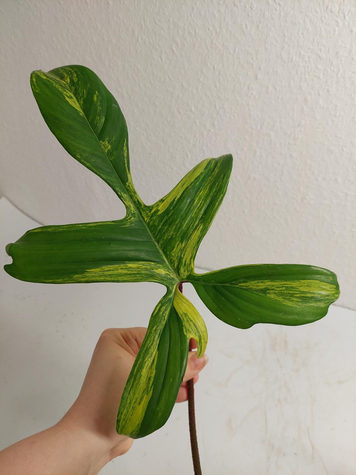 Philodendron Florida Beauty Steckling