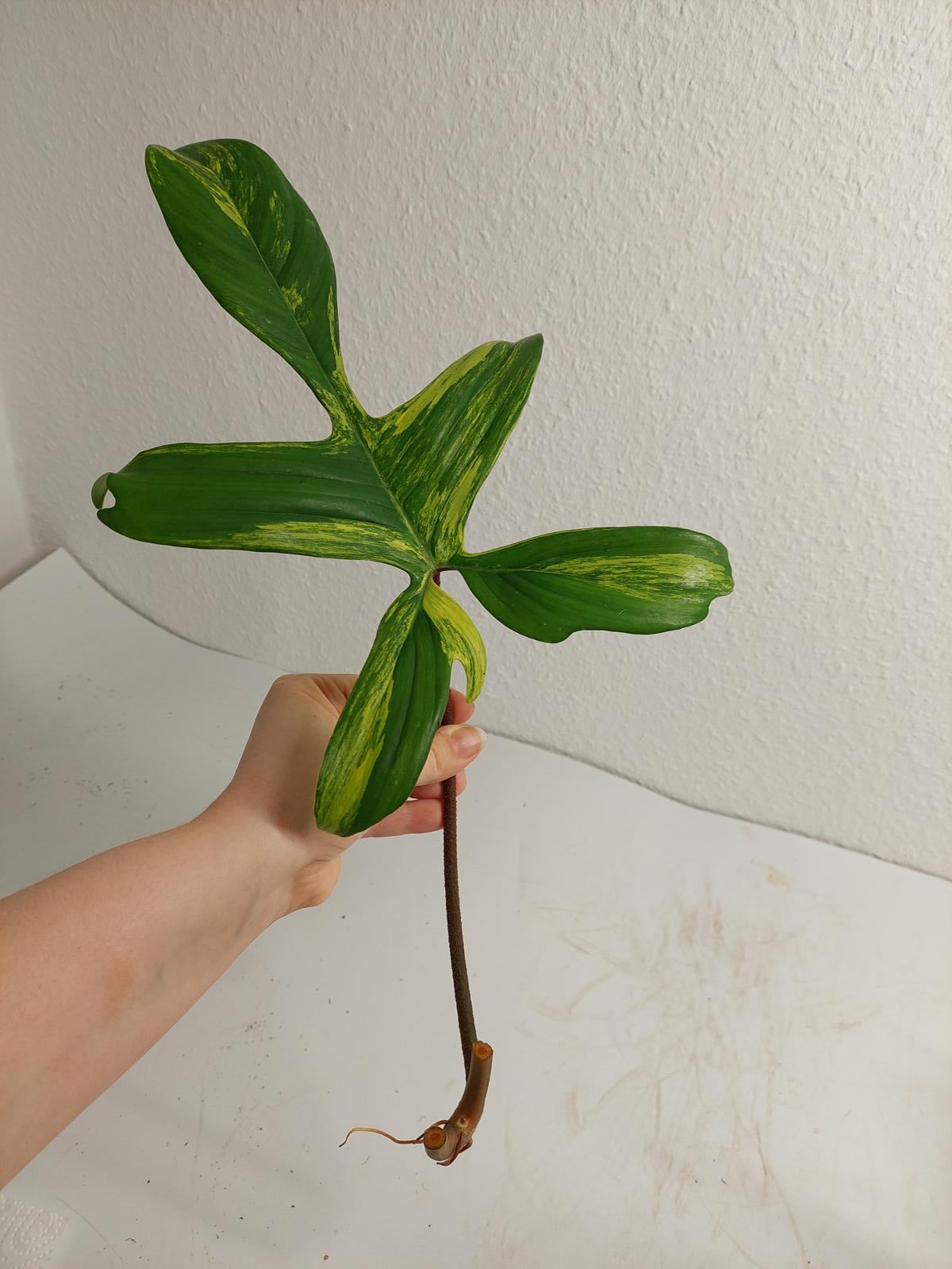 Philodendron Florida Beauty Steckling