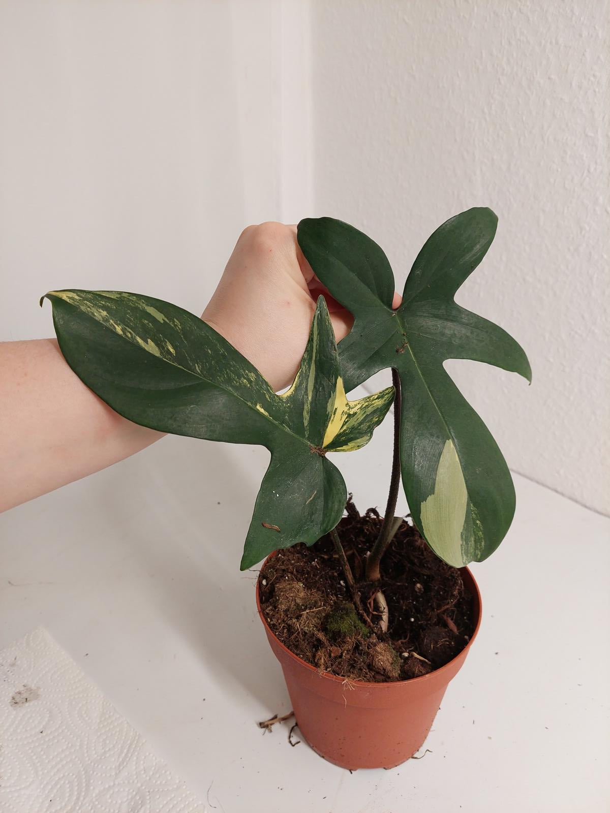 Philodendron Florida Beauty Steckling