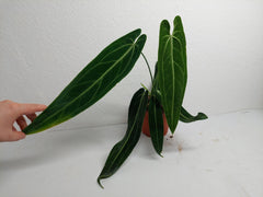 Anthurium Warocqueanum