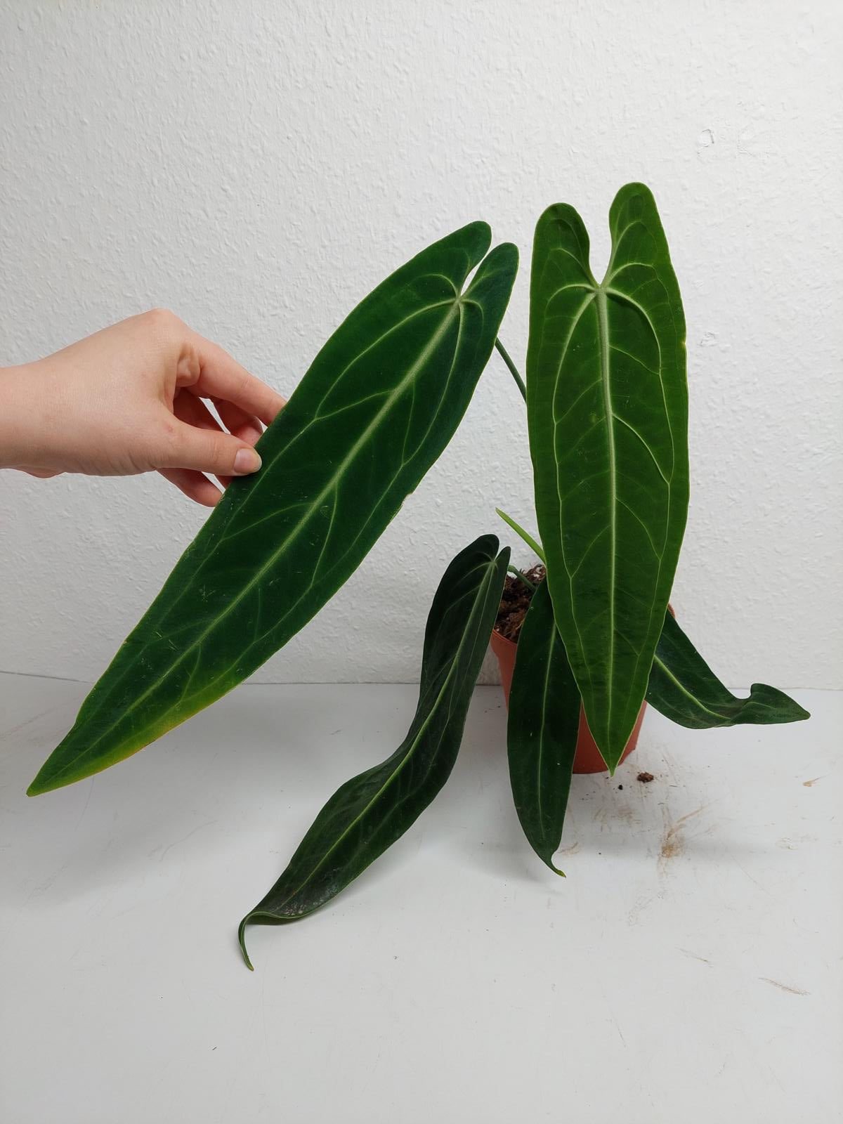 Anthurium Warocqueanum