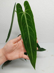 Anthurium Warocqueanum