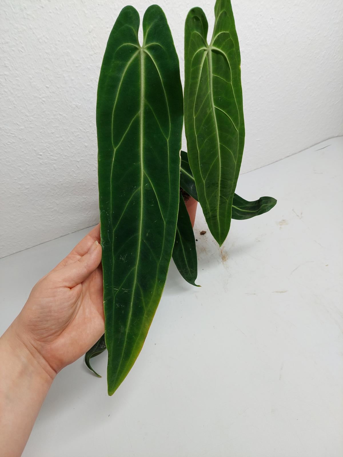 Anthurium Warocqueanum