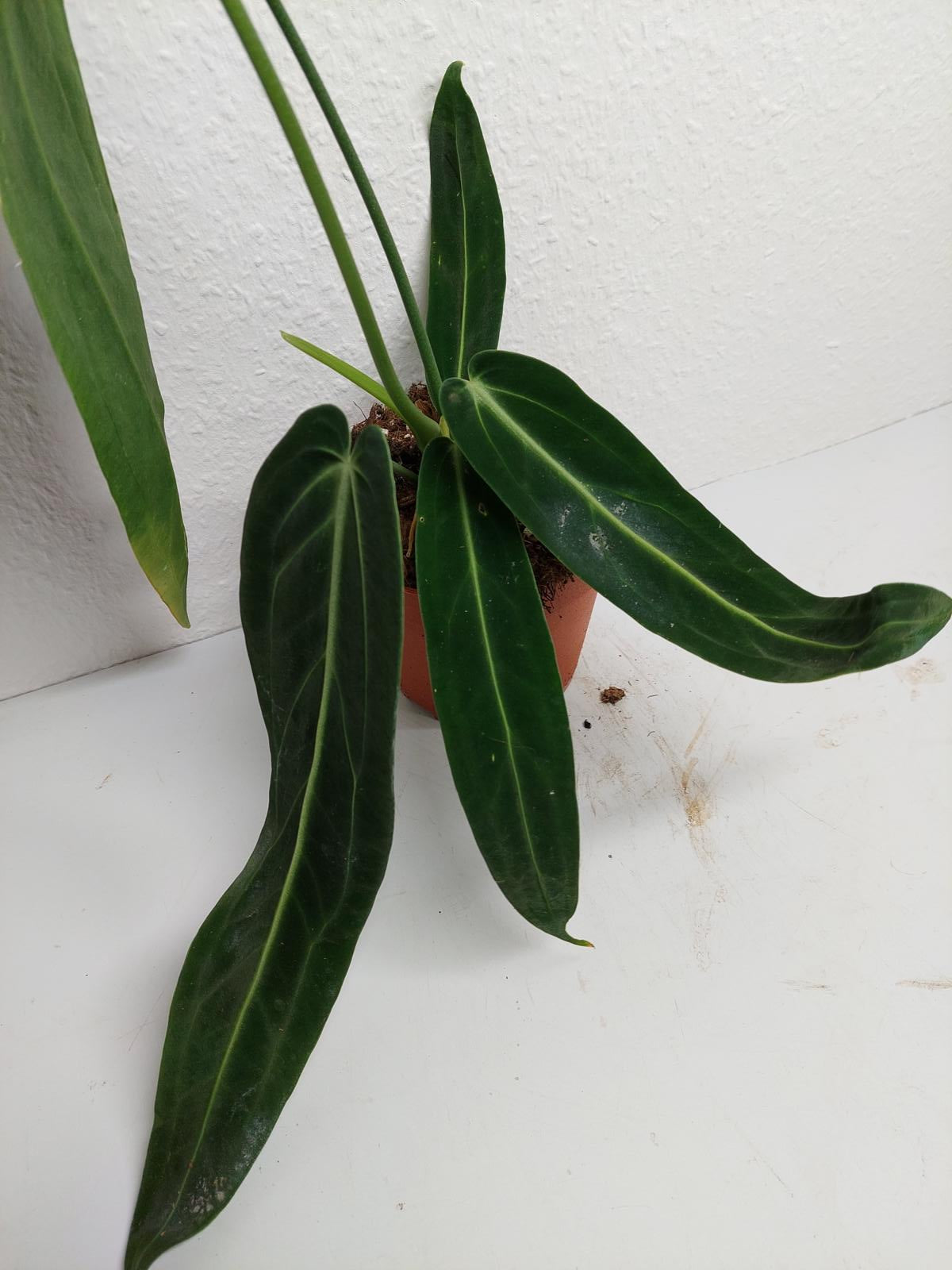 Anthurium Warocqueanum