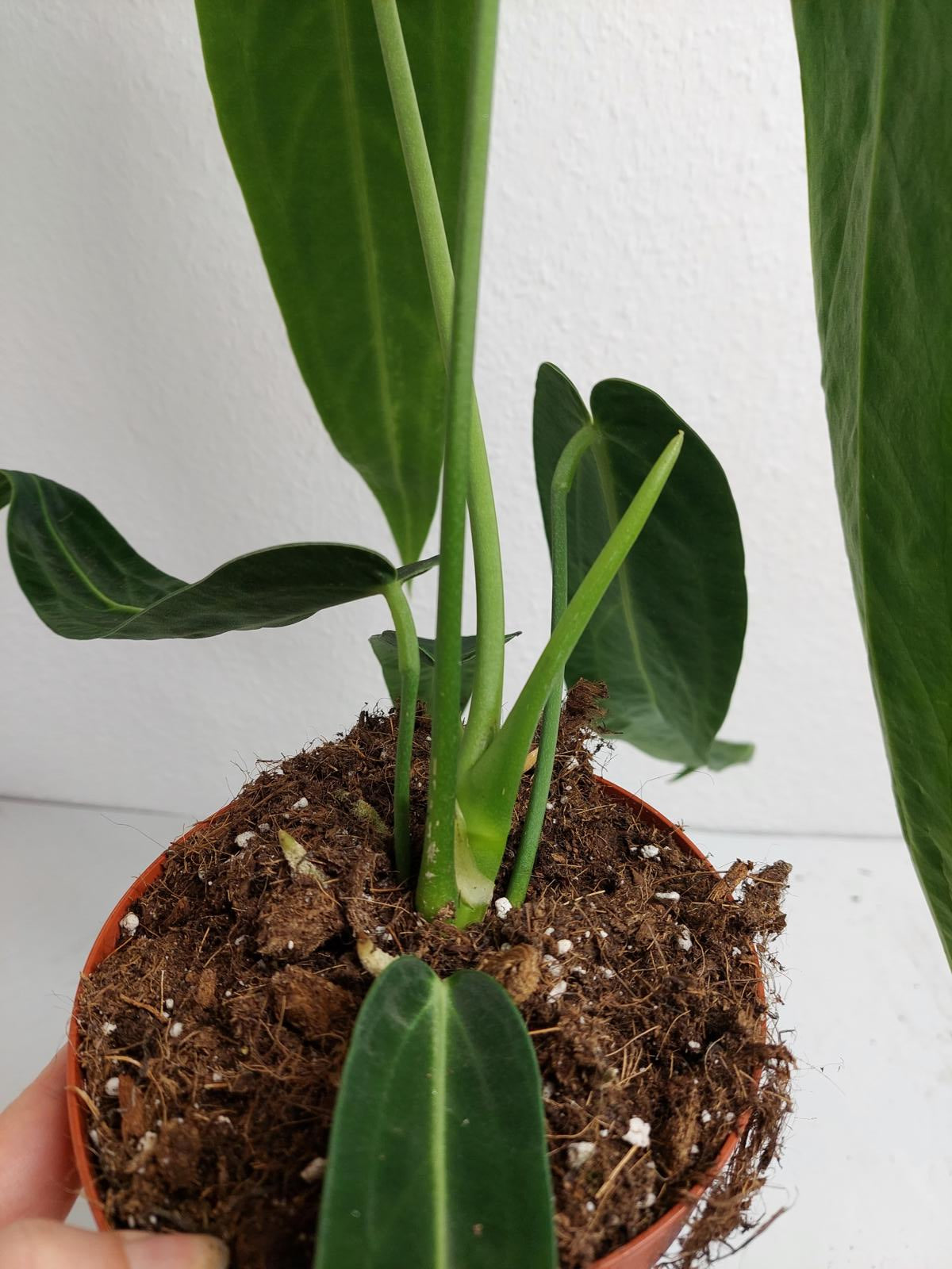 Anthurium Warocqueanum