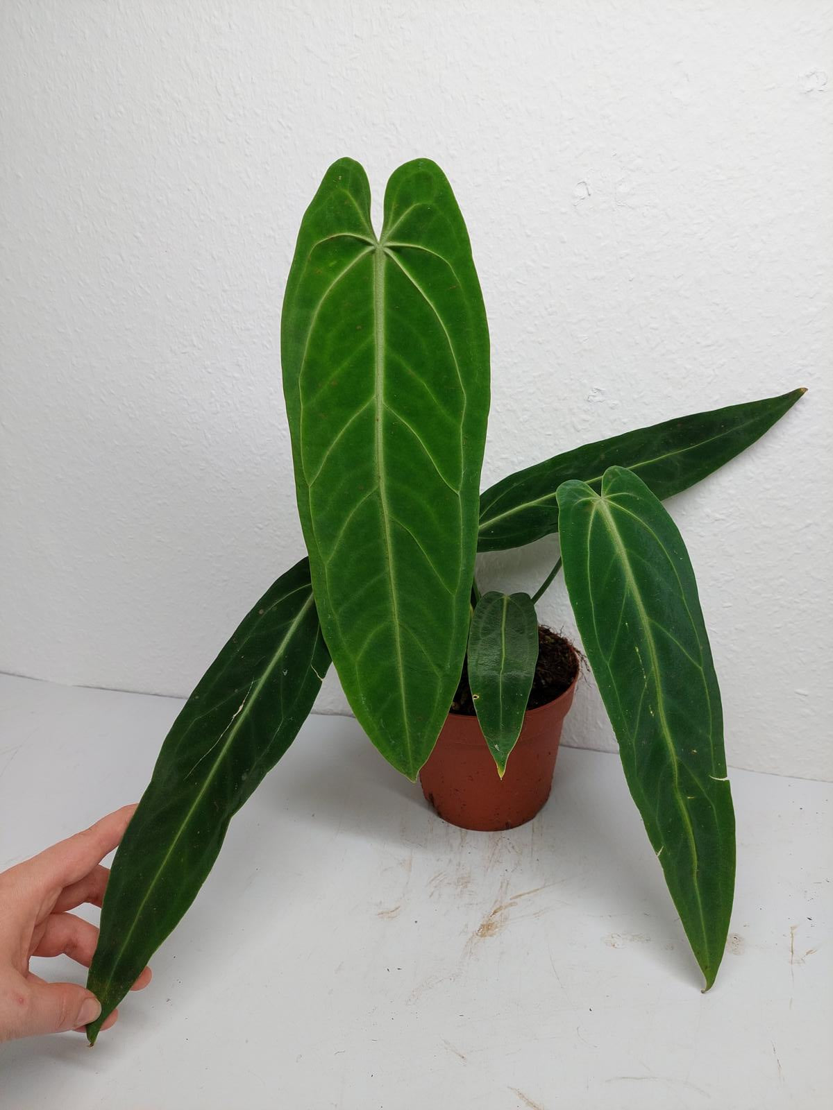 Anthurium Warocqueanum