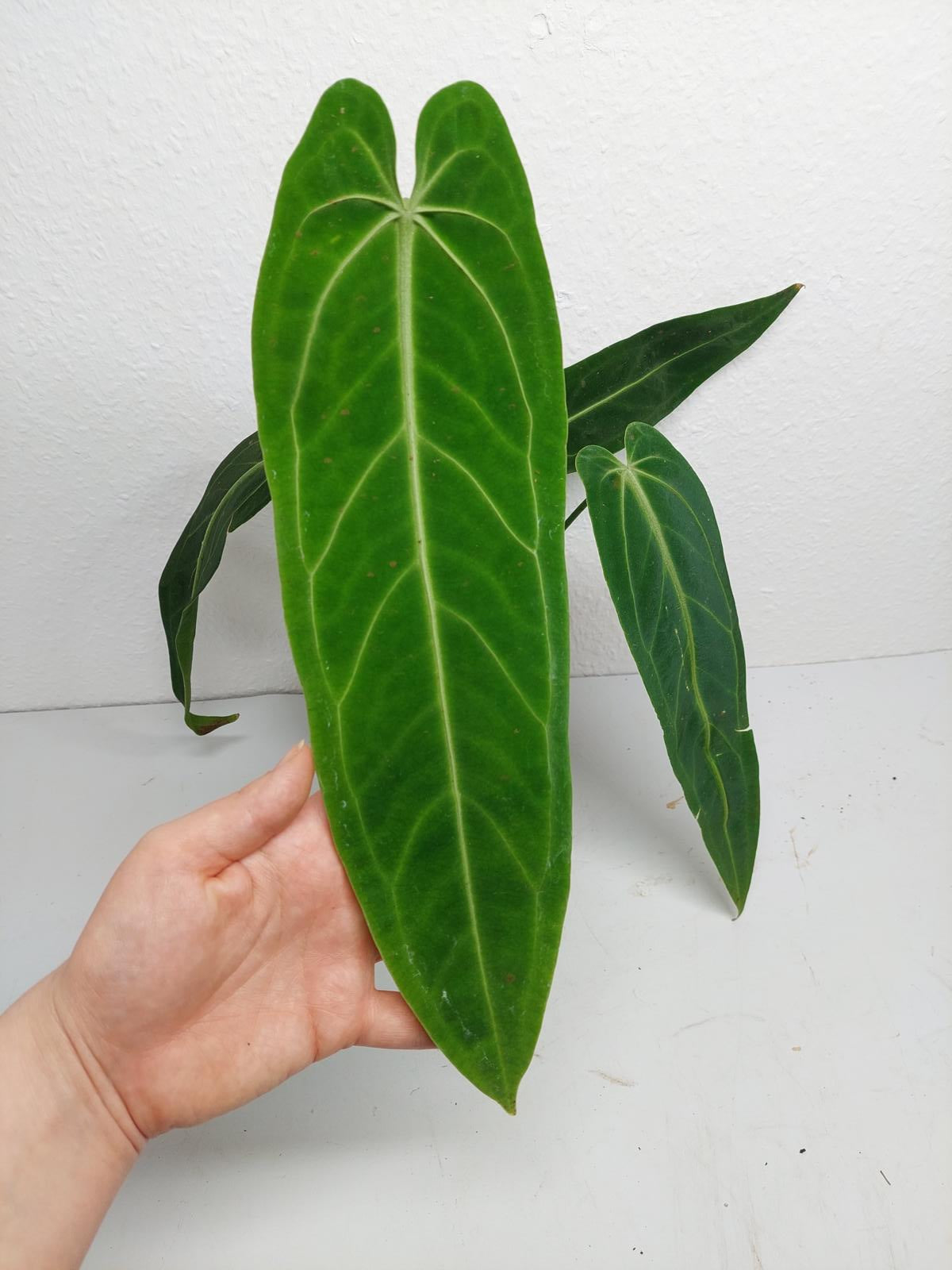 Anthurium Warocqueanum