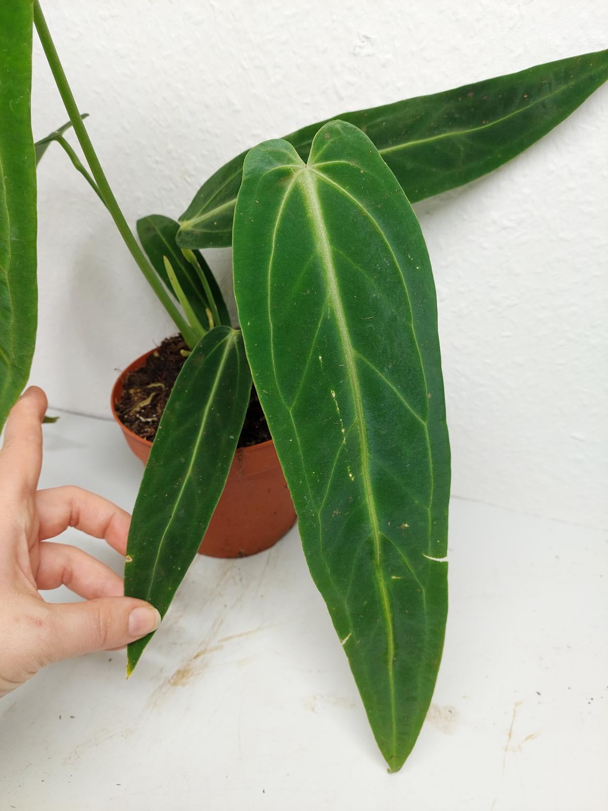 Anthurium Warocqueanum