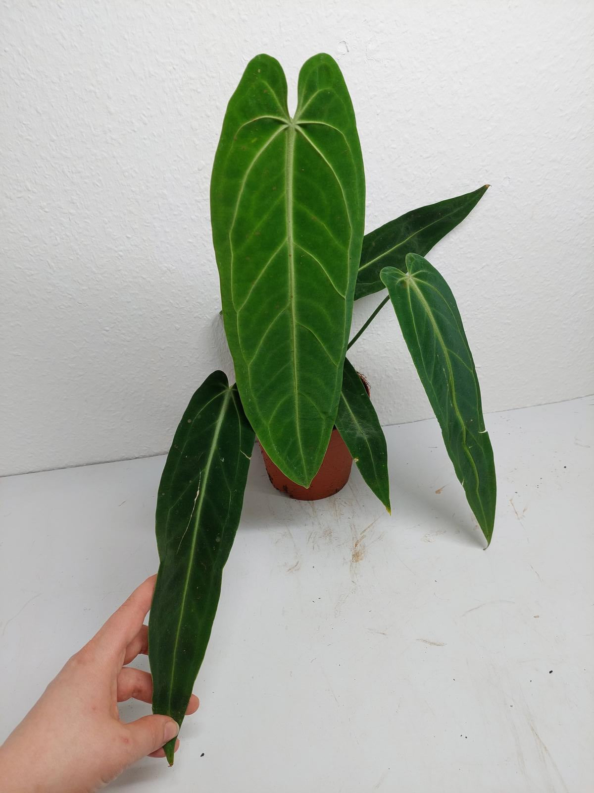 Anthurium Warocqueanum