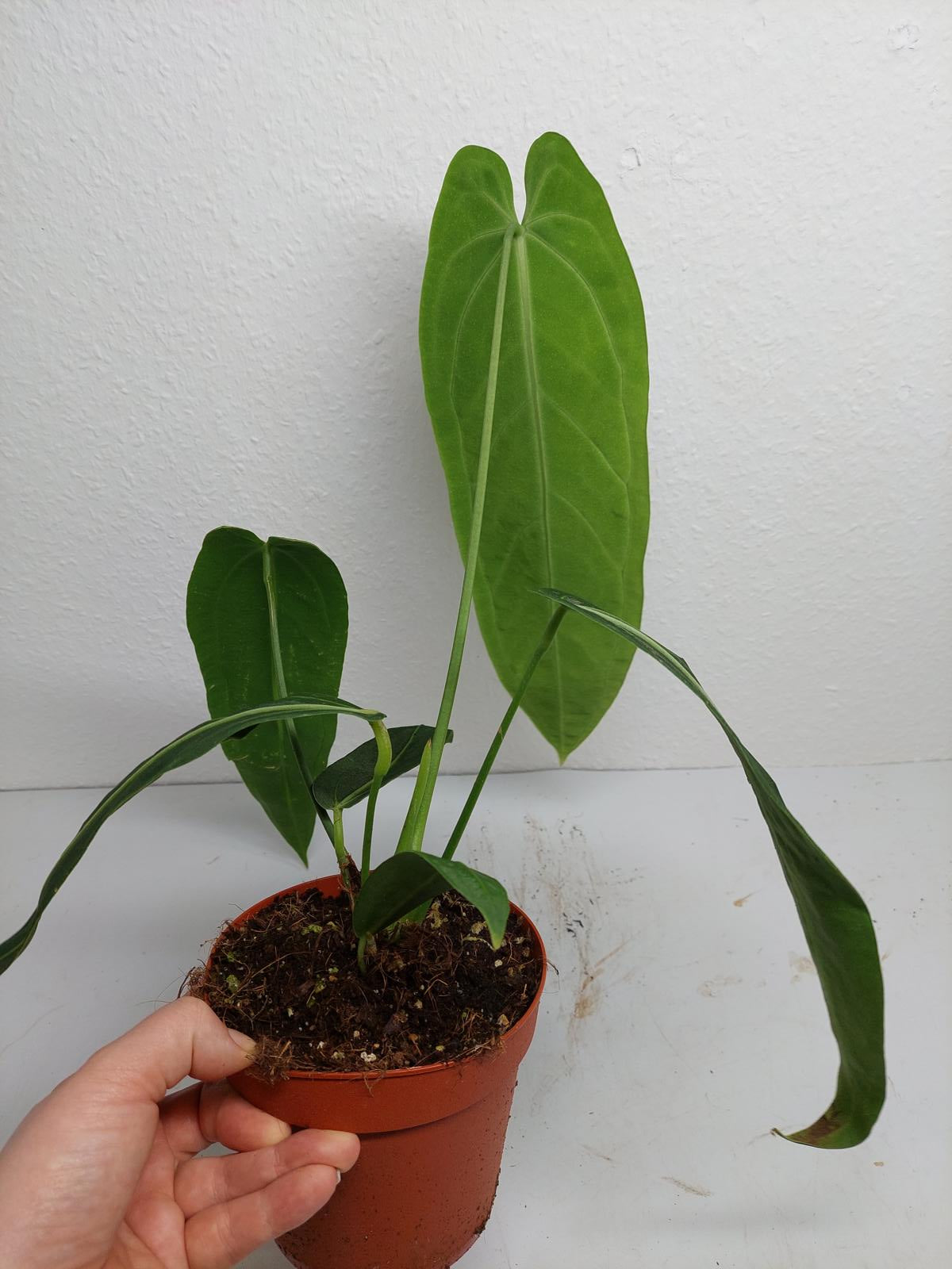 Anthurium Warocqueanum