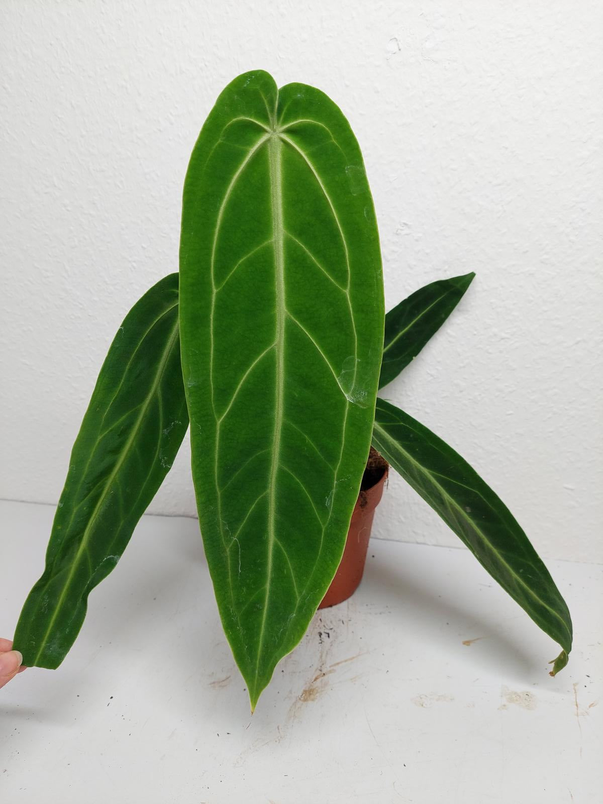 Anthurium Warocqueanum