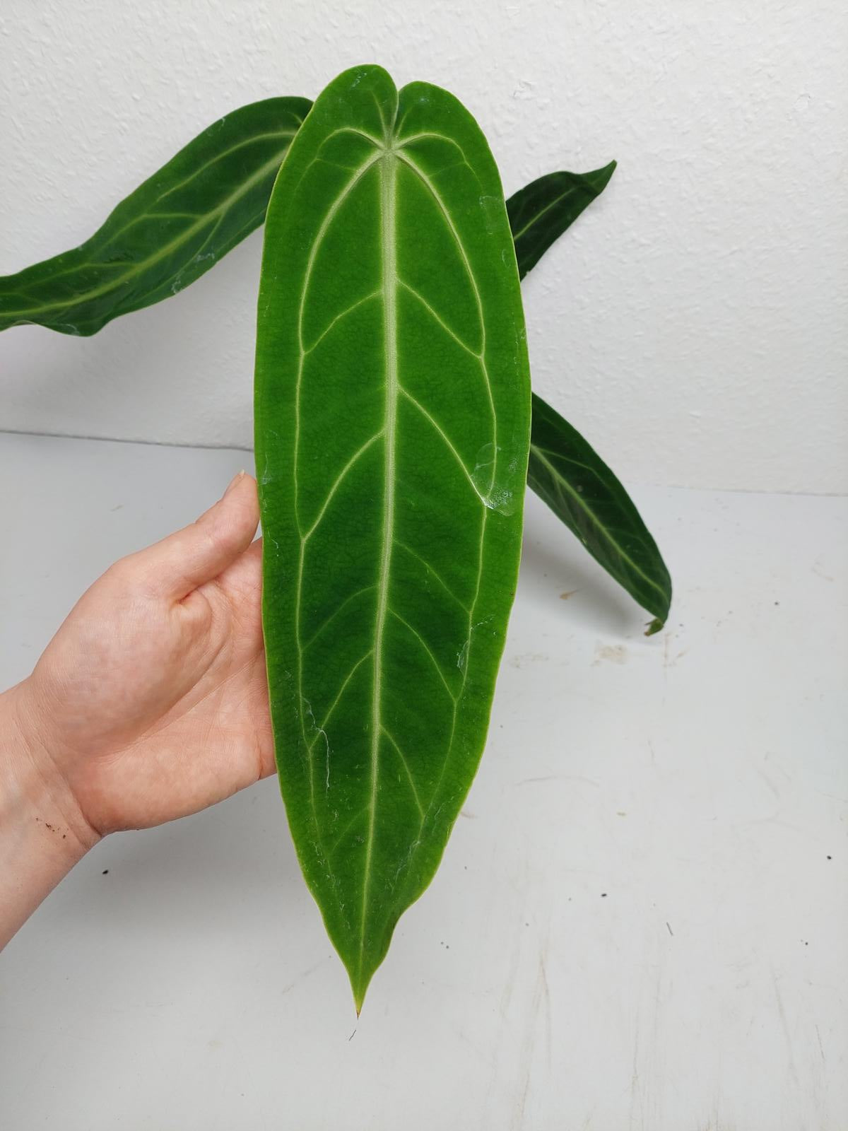 Anthurium Warocqueanum