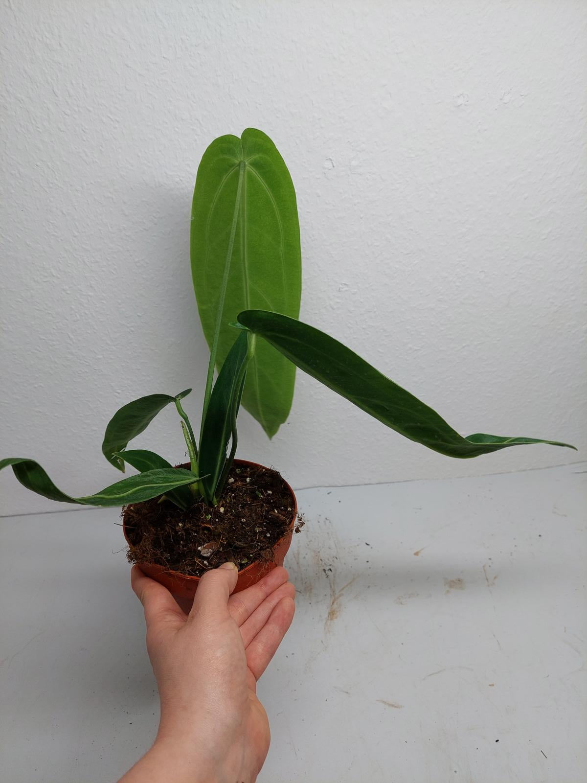 Anthurium Warocqueanum