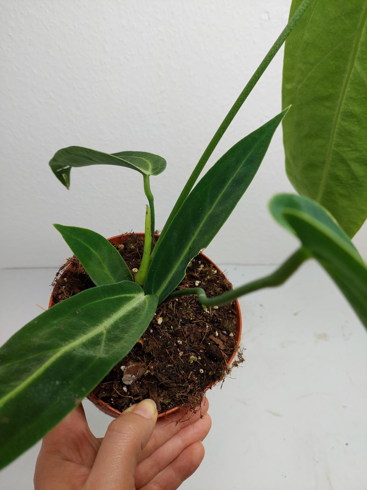 Anthurium Warocqueanum