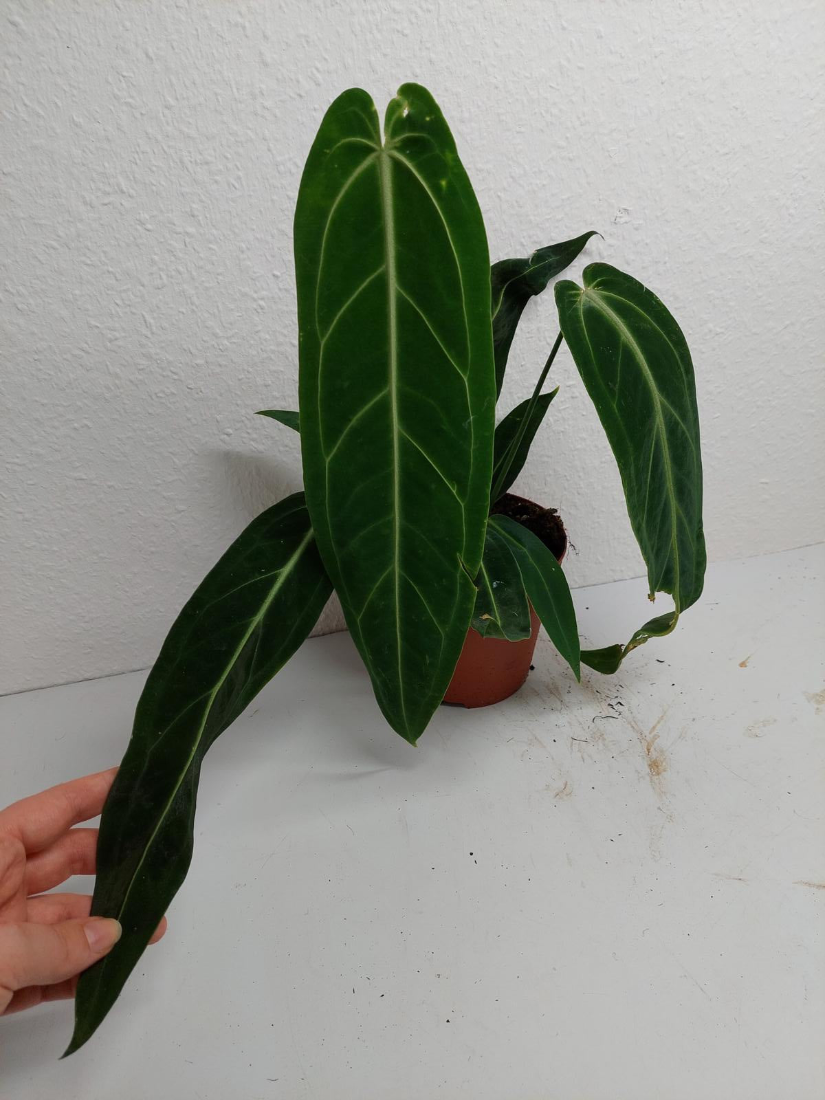 Anthurium Warocqueanum