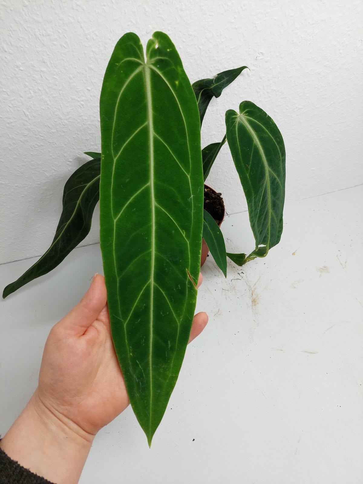 Anthurium Warocqueanum