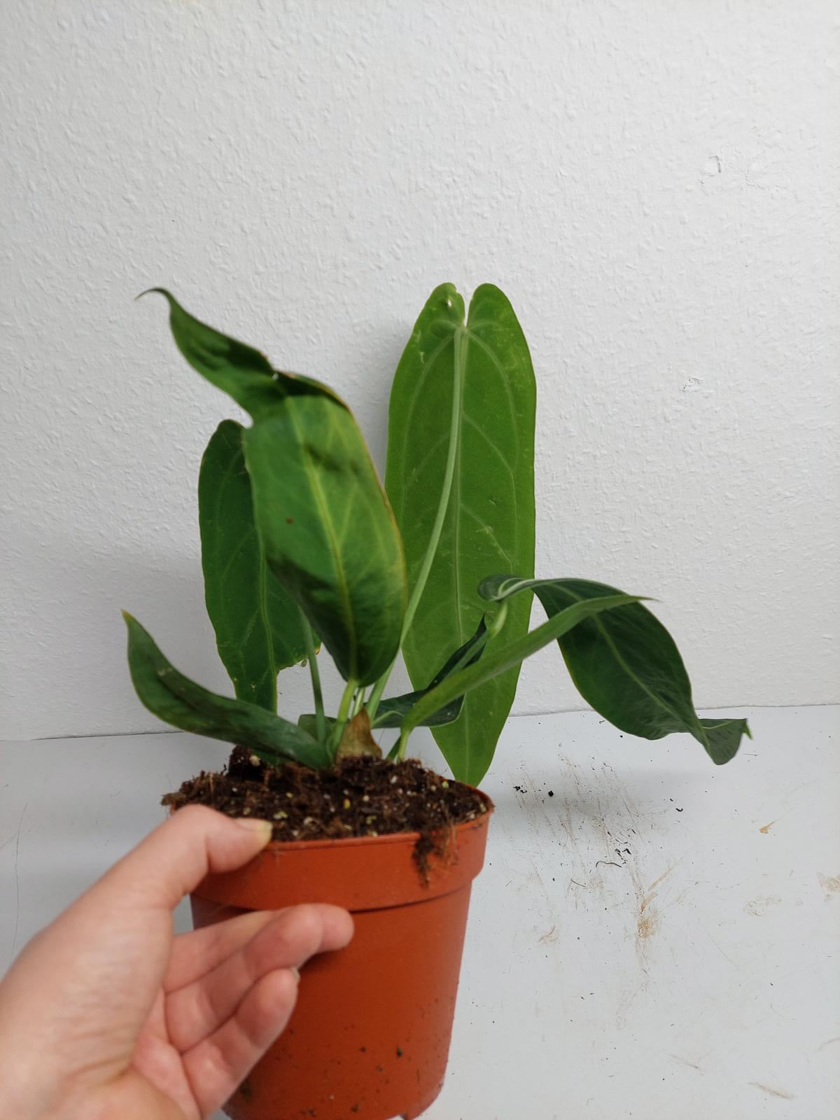 Anthurium Warocqueanum