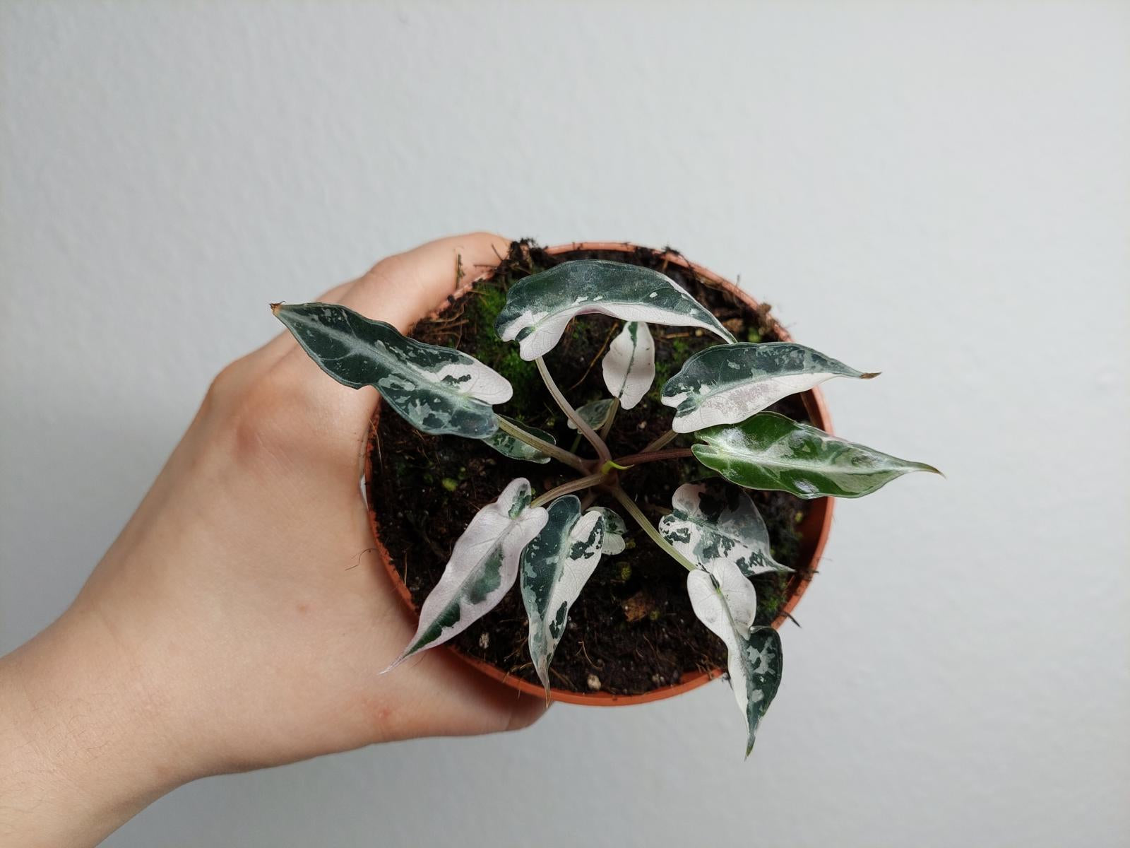 Alocasia Bambino Pink Variegata