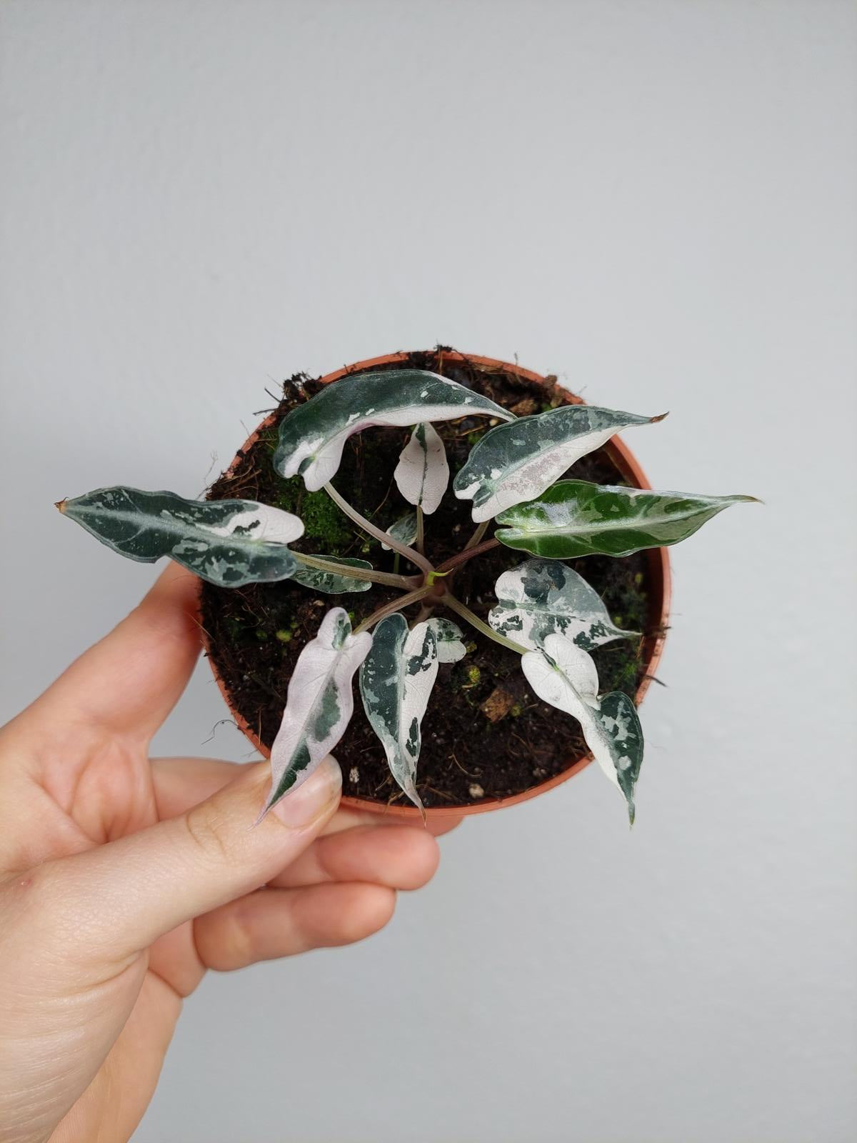 Alocasia Bambino Pink Variegata