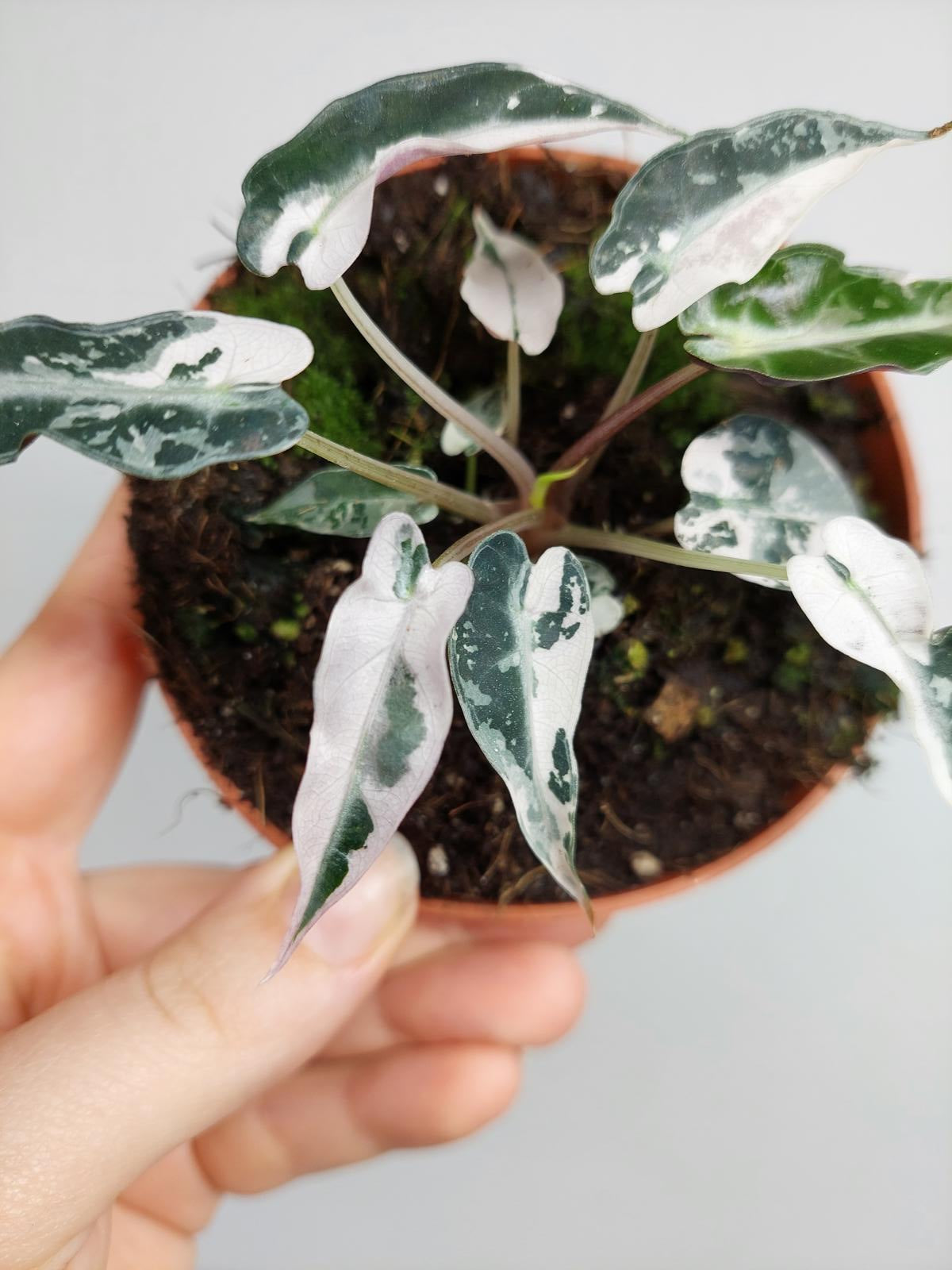 Alocasia Bambino Pink Variegata