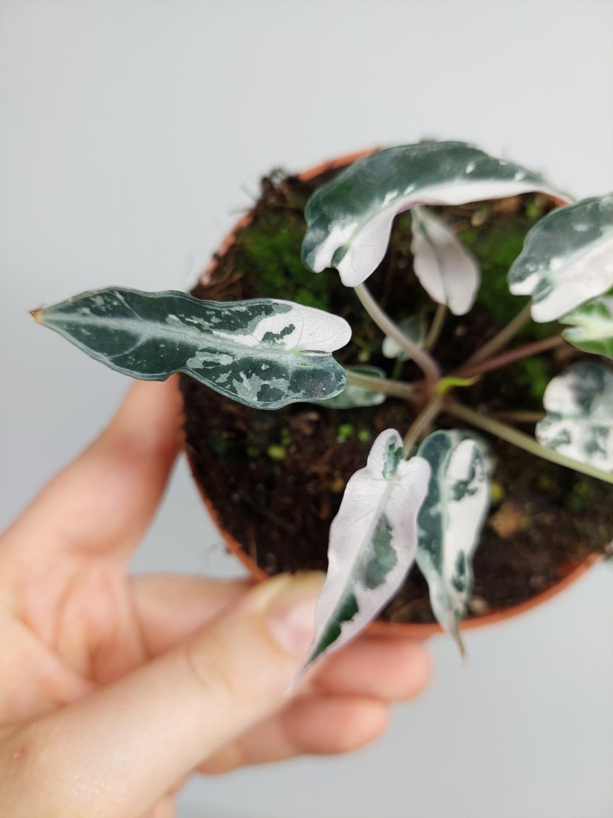 Alocasia Bambino Pink Variegata