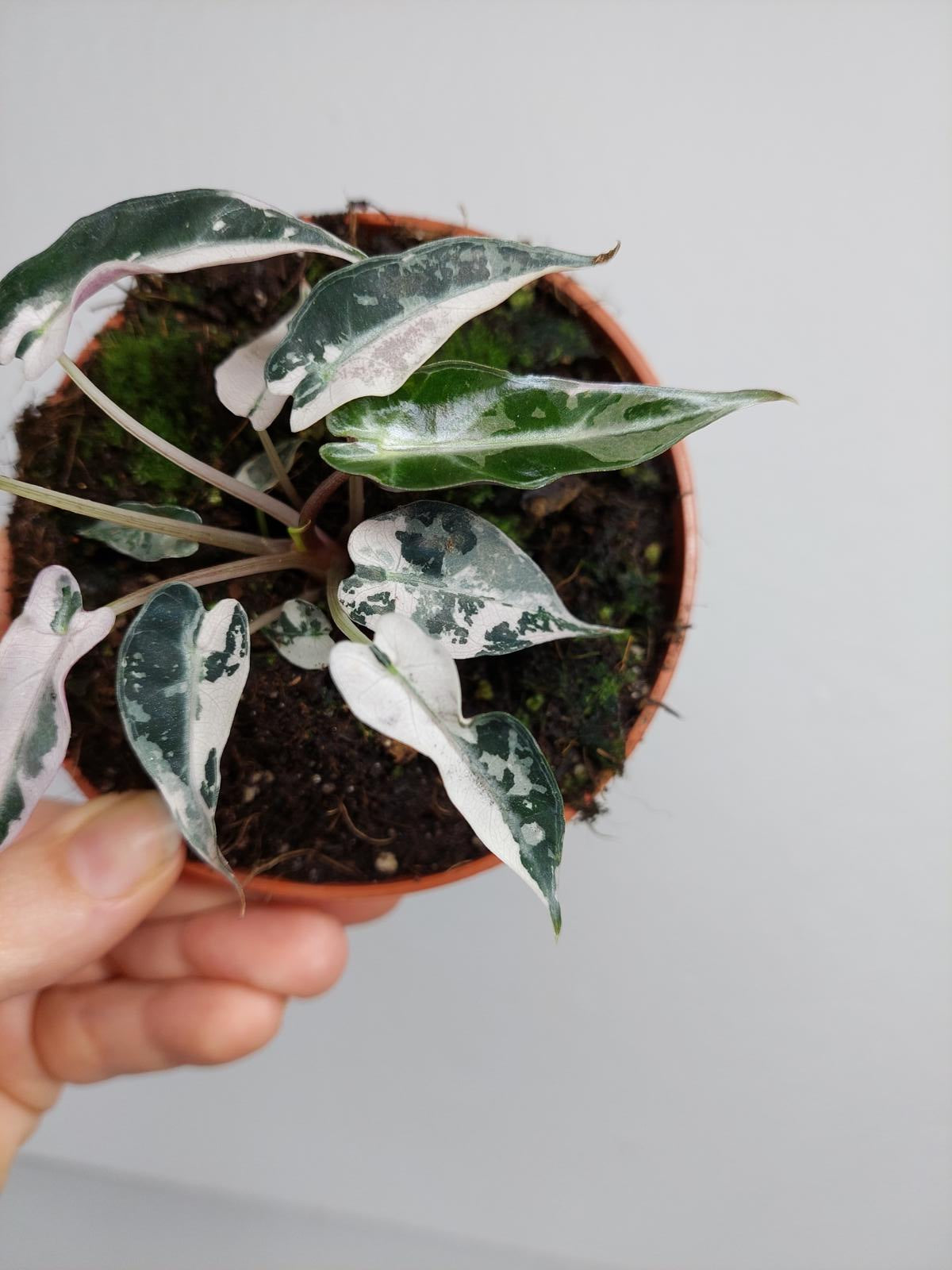 Alocasia Bambino Pink Variegata