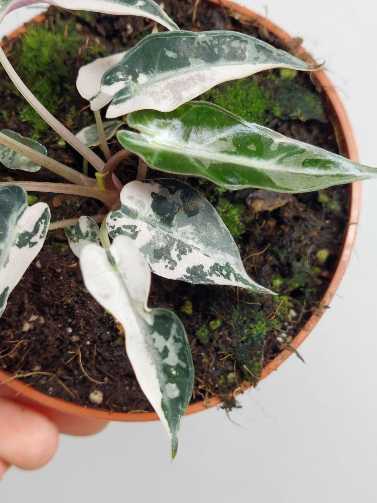 Alocasia Bambino Pink Variegata