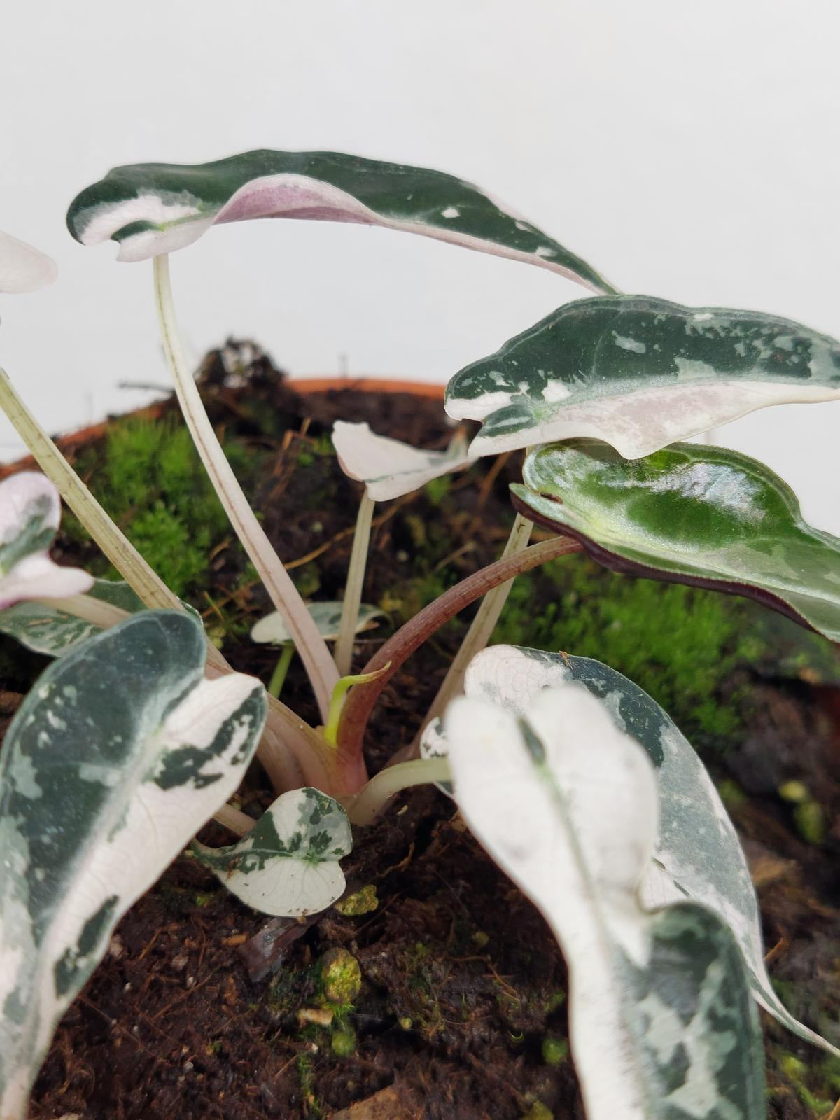 Alocasia Bambino Pink Variegata