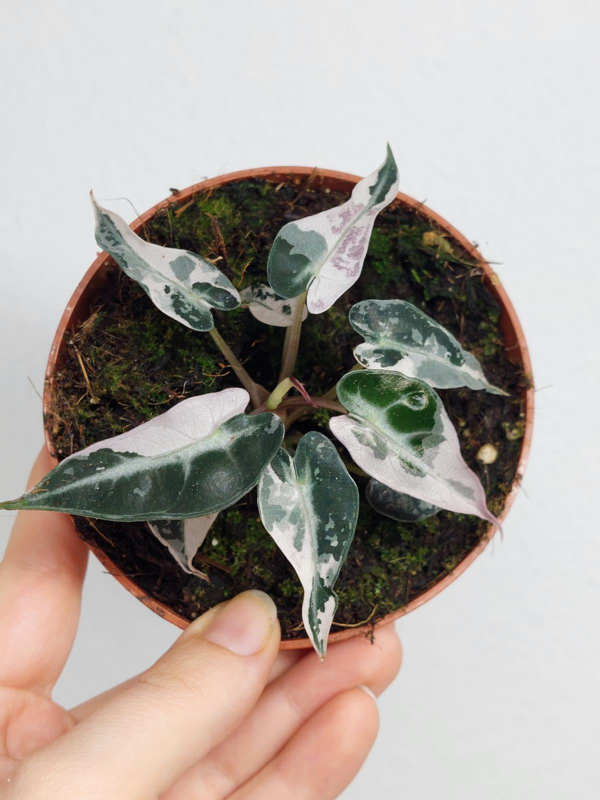 Alocasia Bambino Pink Variegata