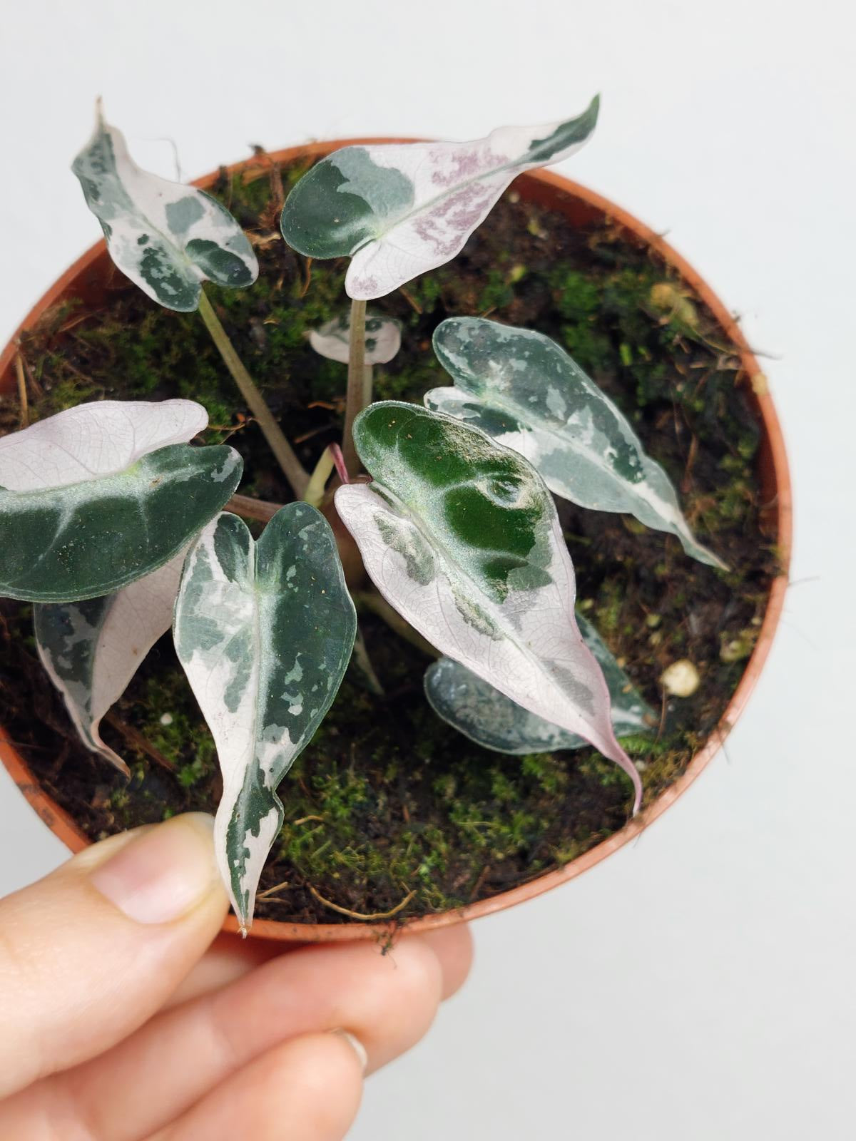 Alocasia Bambino Pink Variegata