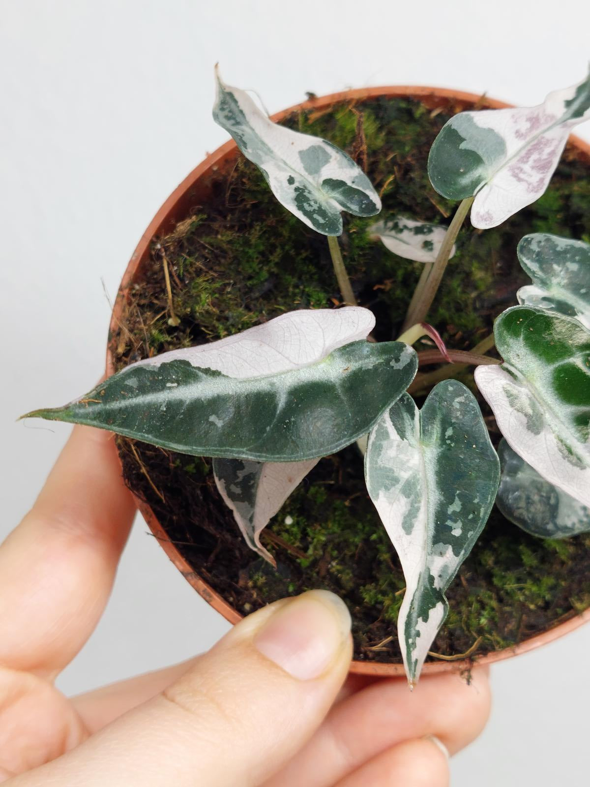 Alocasia Bambino Pink Variegata