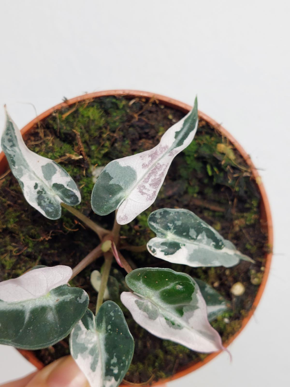 Alocasia Bambino Pink Variegata