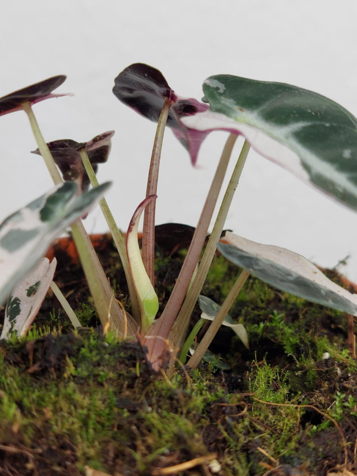 Alocasia Bambino Pink Variegata