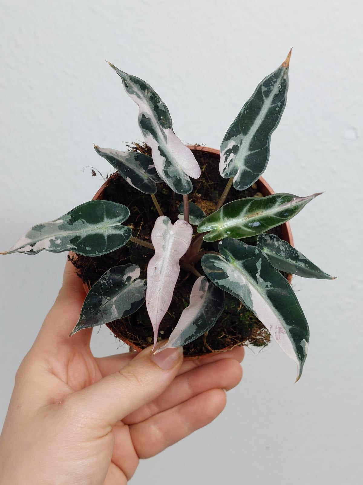 Alocasia Bambino Pink Variegata