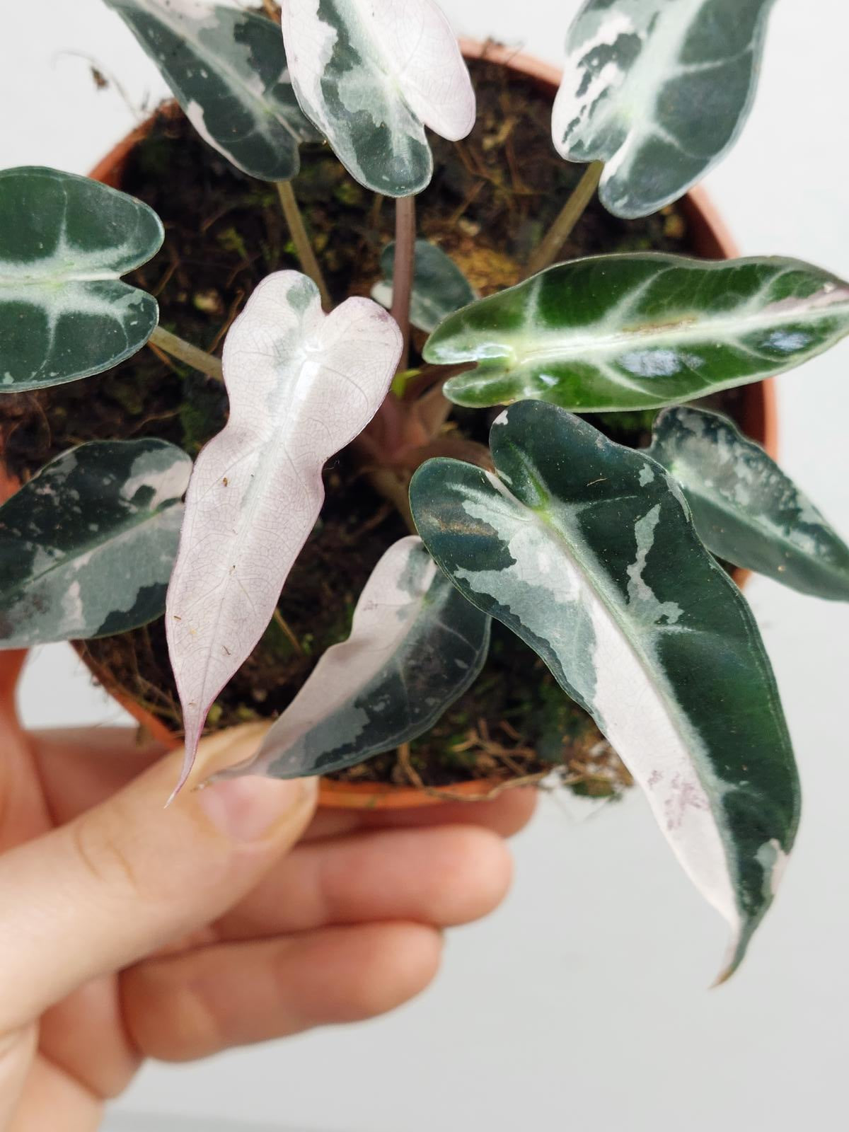 Alocasia Bambino Pink Variegata